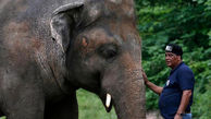 آزادی «تنهاترین فیل دنیا» پس از 35 سال