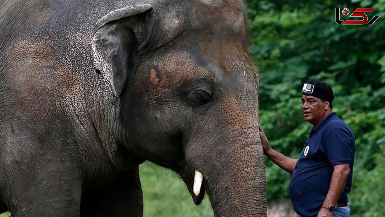 آزادی «تنهاترین فیل دنیا» پس از 35 سال