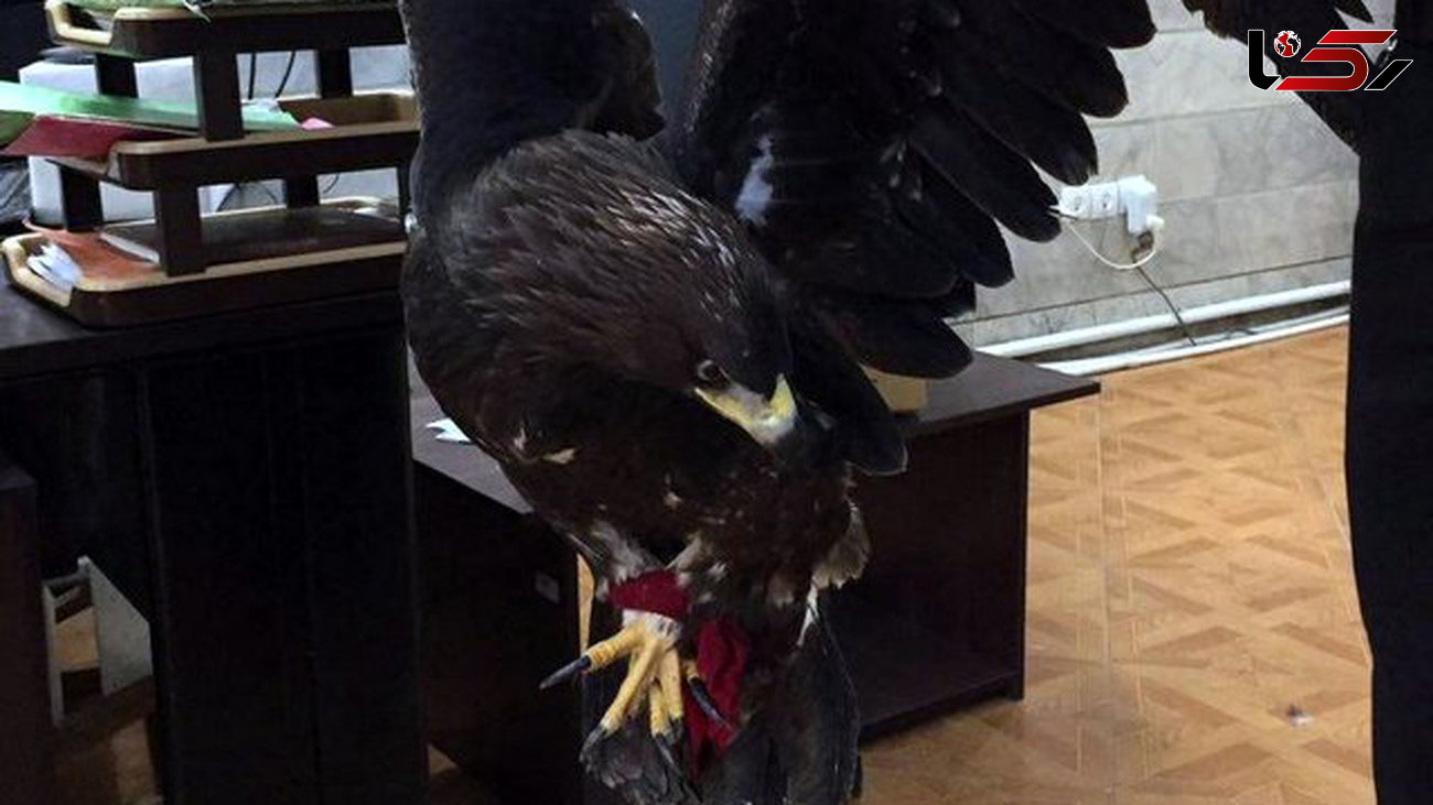 عقاب در حال انقراض تحویل محیط زیست بهارستان شد