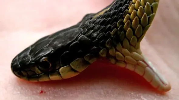 نیش مار سمی جان مرد مرندی را گرفت