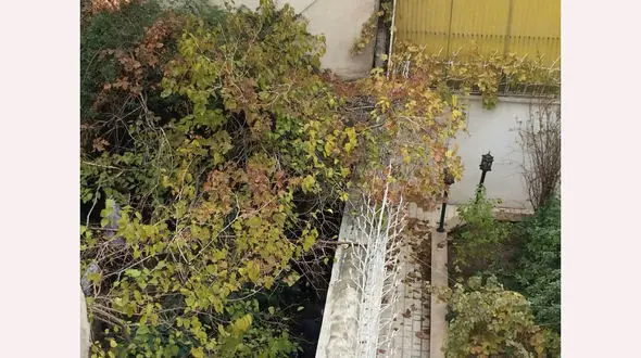 جنازه شیما صباگردی مقدم زیر این درخت بود! + اولین فیلم و عکس اختصاصی