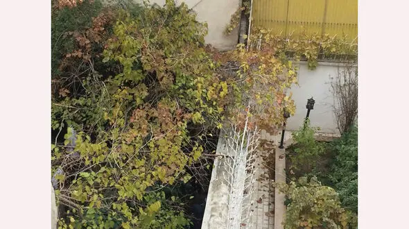 جنازه شیما صباگردی مقدم زیر این درخت بود! + اولین فیلم و عکس اختصاصی