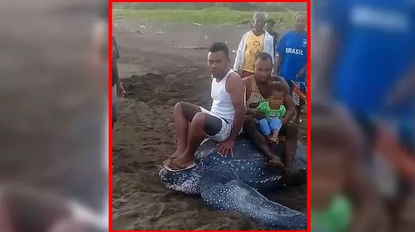 اقدام غیرانسانی مردمی یک روستا با لاک پشت ماده+عکس