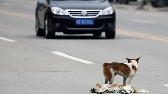 ببینید | لحظه نجات جان یک توله سگ از تصادف توسط هم‌نوع باهوشش