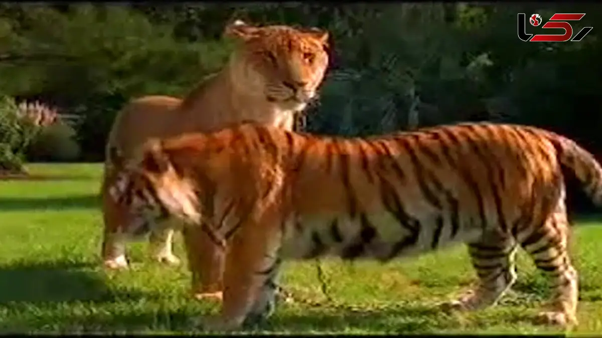 فیلم معرفی لایگر بزرگ ترین گربه سان دورگه