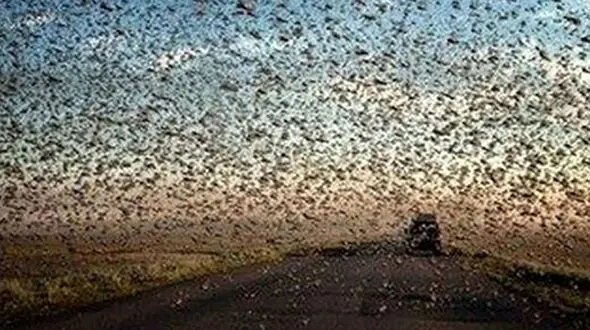 حمله ملخ‌ها به ایران /  از هفته آینده 