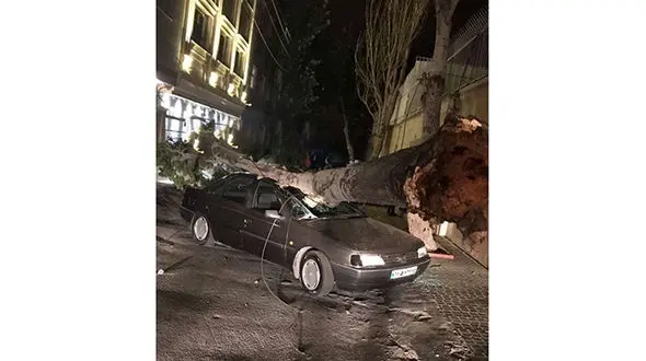 سقوط درخت عظیم الجثه بر روی پژو+ عکس