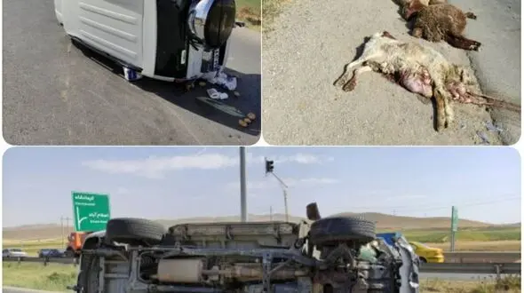 چوپان و 22 گوسفندش کشته شدند + عکس صحنه مرگ در کرمانشاه