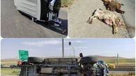 چوپان و 22 گوسفندش کشته شدند + عکس صحنه مرگ در کرمانشاه