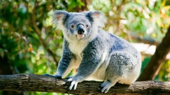 ردیابی تنبل ترین حیوان جهان با پهپادهای هوشمند