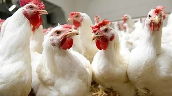 کشف ۲۶ تن مرغ زنده قاچاق در اسلام آبادغرب