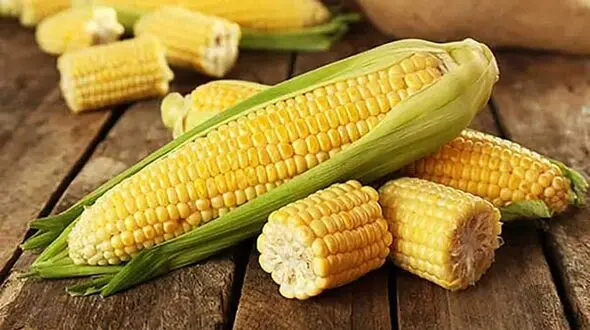 خواص و مضرات ذرت + اینفوگرافی