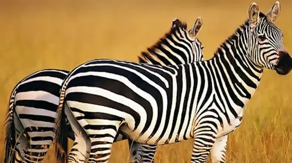 آیا می‌دانید چرا گورخرها راه‌راه هستند؟+ فیلم