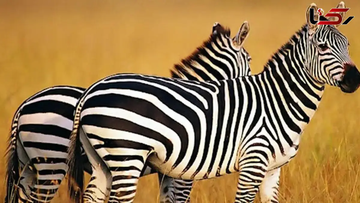 آیا می‌دانید چرا گورخرها راه‌راه هستند؟+ فیلم