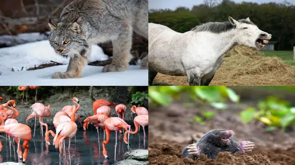 بهترین سلفی حیوانات را با ویژگی هایشان ببینید