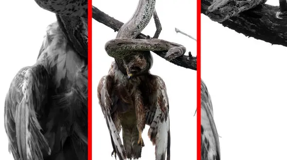 فیلم بلعیدن پرنده شکاری توسط مار غول پیکر