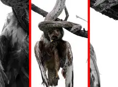 فیلم بلعیدن پرنده شکاری توسط مار غول پیکر