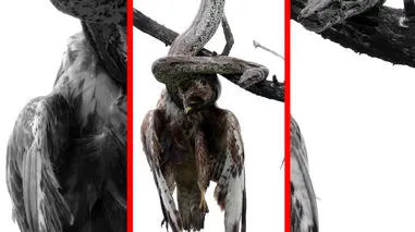 فیلم بلعیدن پرنده شکاری توسط مار غول پیکر