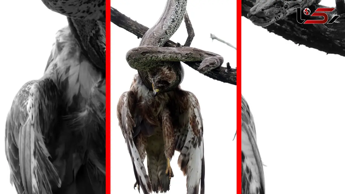 فیلم بلعیدن پرنده شکاری توسط مار غول پیکر