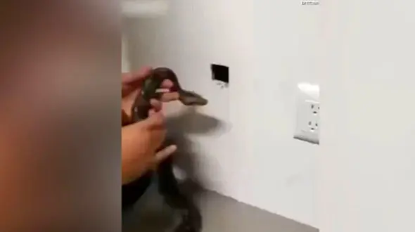 بکارگیری مار سمی برای فراری دادن موش ها + فیلم