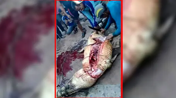 کشف جسد یک کشاورز در شکم تمساح غول پیکر+عکس وحشتناک