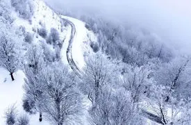 سفر به سرزمین مه و درختان + فیلم