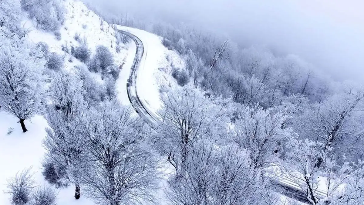 سفر به سرزمین مه و درختان