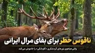 ناقوس خطر برای بقای مرال ایرانی؛ وقتی هیاهوی تورهای گردشگری «گاوبانگی» را خاموش می‌کند + فیلم