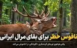 ناقوس خطر برای بقای مرال ایرانی؛ وقتی هیاهوی تورهای گردشگری «گاوبانگی» را خاموش می‌کند + فیلم