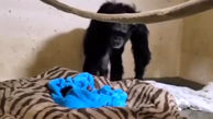ببینید /  لحظه‌ای عاشقانه و احساسی از تقابل شامپانزه مادر و نوزاد مرده‌اش! + فیلم تلخ