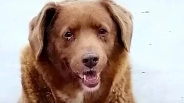 زندگی جالب مسن ترین سگ جهان که رکورددار گینس شد!