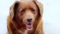 زندگی جالب مسن ترین سگ جهان که رکورددار گینس شد!
