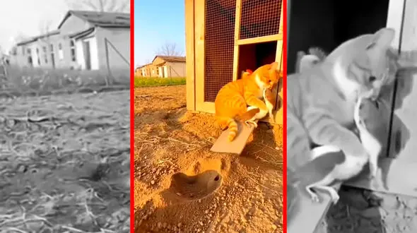 فیلم واکنش سریع گربه در برابر حمله موش