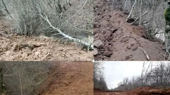 قطع ۴ هزار درخت و نهال  جنگل‌‌های هیرکانی برای ساخت پارکینگ!