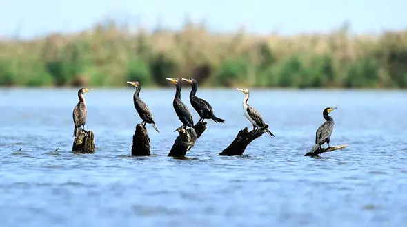 138 قطعه باکلان در سواحل لنگرود تلف شدند