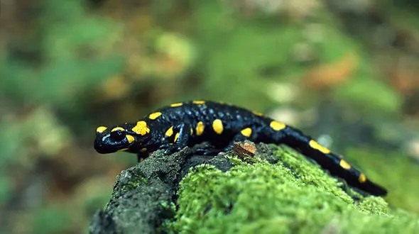 سمندر لرستانی در حال انقراض در بازار شب عید ماهی فروشان/ جریمه نقدی و بازداشت برای خریداران سمندر لرستانی