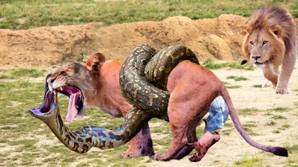 فیلم حیات وحش  /  مستند حیات وحش حیوانات / شیر، پلنگ، مار پیتون