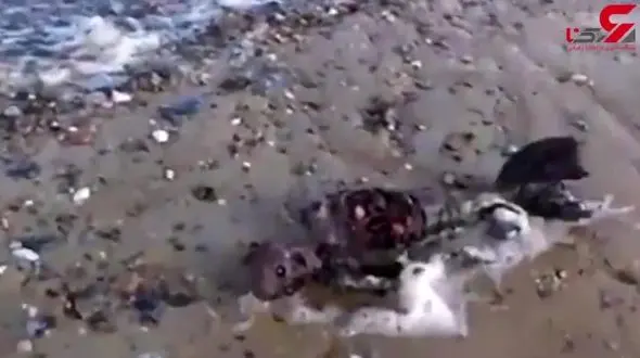 اولین تصویر از  پری دریایی واقعی + فیلم