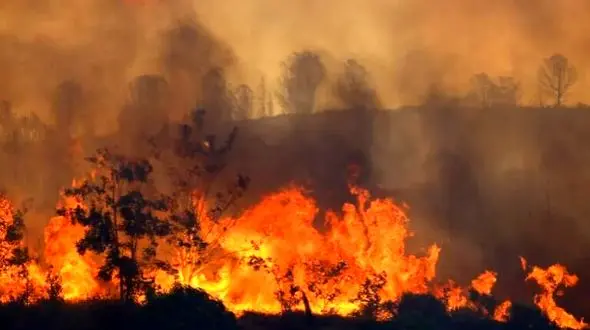 آتش‌سوزی مهیب در جنگل‌های ژاپن / 3300 نفر بی خانمان شدند