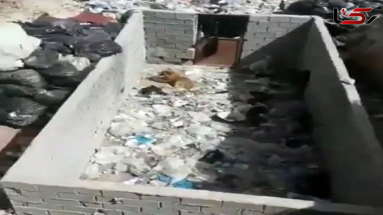 نجات سگ‌ها از مرکز  زباله‌های مرزن آباد چالوس + فیلم ها و جزییات