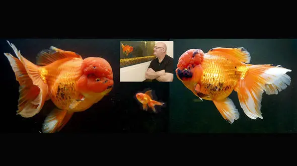 عجیب ترین ماهی قرمز / این ماهی چند می ارزد؟ + عکس