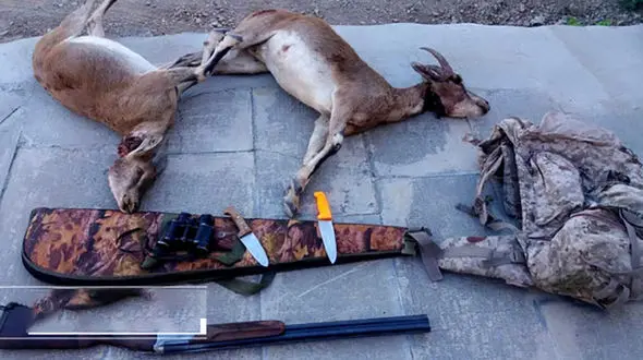 شکارچی های بزکوهی در قزوین دستگیر شدند