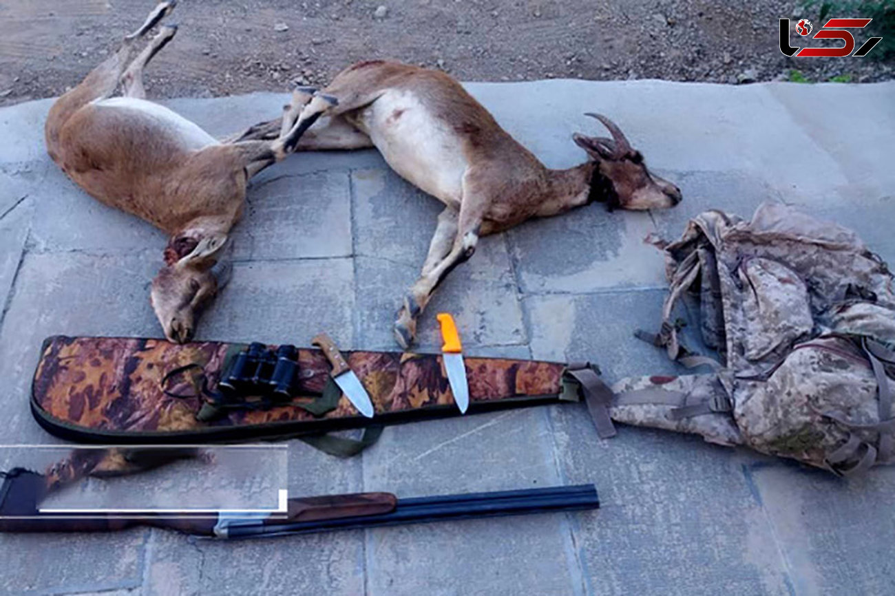 شکارچی های بزکوهی در قزوین دستگیر شدند