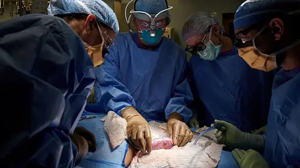  پیوند کلیه حیوان به انسان برای نخستین بار در جهان