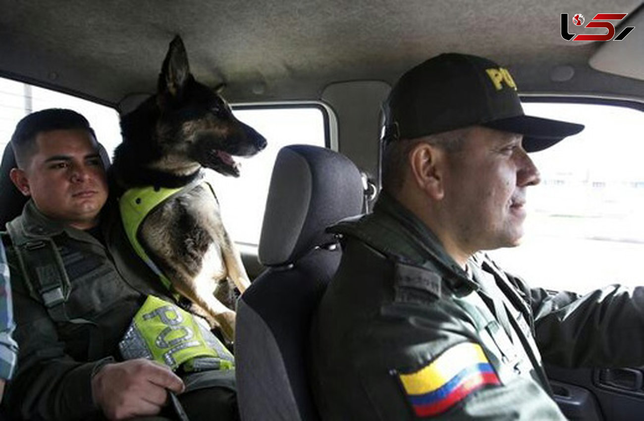 جایزه 70 هزار دلاری برای سر یک سگ پلیس + عکس 