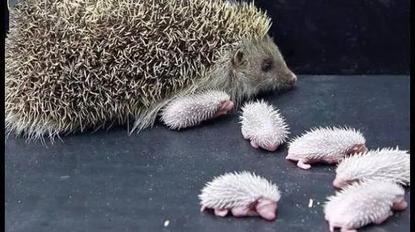 جوجه تیغی مرد 50ساله را به داخل چاه انداخت!