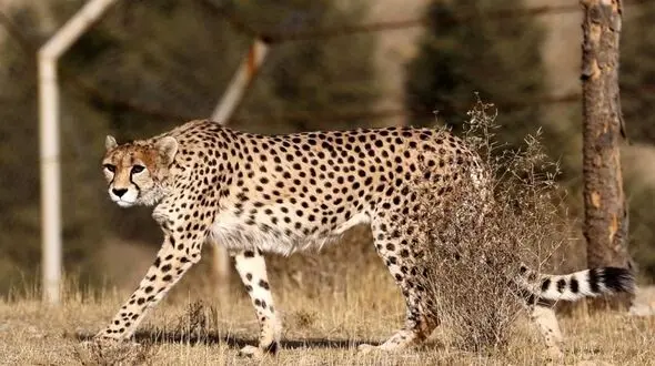 نابودی زیستگاه یوزپلنگ ایرانی توسط معدن کاران / همراهی برخی مدیران محیط زیست با متخلفان برای زنده گیری یوز