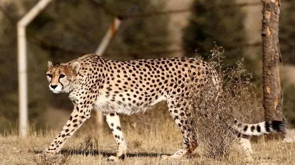 ۱۰توله در دو سال گذشته به یوزپلنگان ایران افزوده شده‌اند