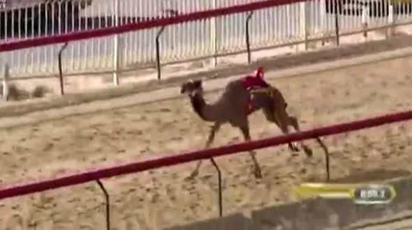 فیلم مرگ ناراحت کننده یک شتر در زمین مسابقه /  اول بود