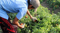 تولید ۲۲ میلیون تن محصول باغبانی در سال۹۶